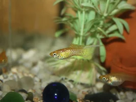 Blond lace topsword guppies