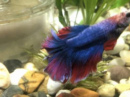 Bettas fins shredded