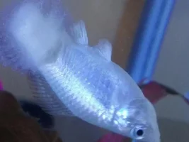 Female Molly Unable To Use Tail