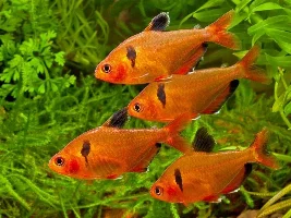 20g Planted Tank (apistogramma/german blue ram?)