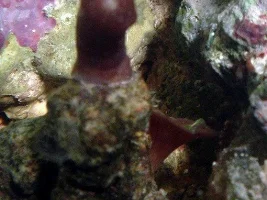 Feather duster porn, oh my!!