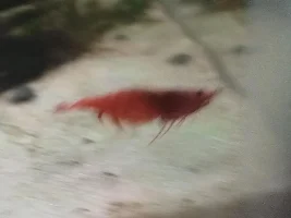 Pregnant Cherry Shrimp...??