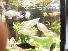 My Fish is died ever 2 to 3 days plz help