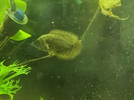10 year old leaf fish died today