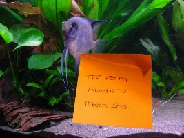 March 2015 - Fish Of The Month Competition Entries