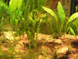 Java Fern Unhappy