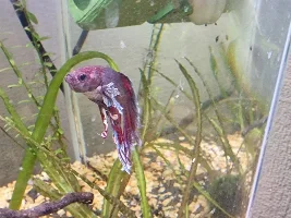 Fin rot? Ammonia burn? Both? Please help, emergency