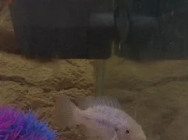 NEED HELP!!!