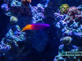 Saltwater pics