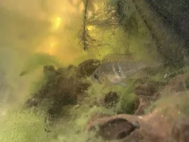Gymnogeophagus Terrapurpurra (pics)