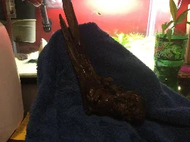 How to properly clean driftwood.