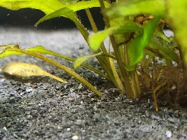 What is killing my fish?!?