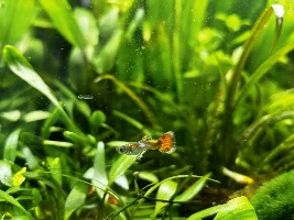 My 60L Cube