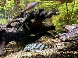 L-135 worm line pleco’s… rare in the hobby???