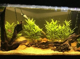 Fish in cycle