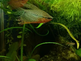55Gal Goal Is Planted, Peaceful
