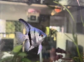 How to help angelfish grow fins back?