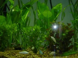 New Tank Pics