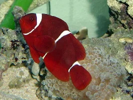 Maroon Clown!