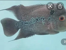 What type of Flowerhorn is this?