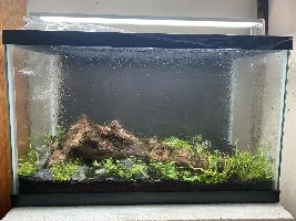 5 Planted Tanks