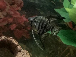 VOTE NOW - December 2023 Fish of the Month Contest (Cichlids)