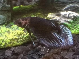 Betta with missing scales