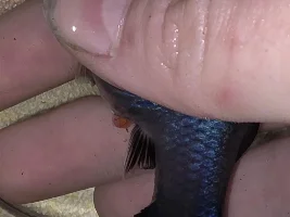 Help with my platy!!