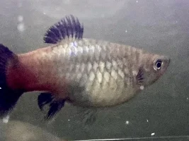 Is my platy pregnant?