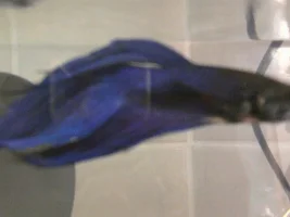 New Betta, Is He Ok?