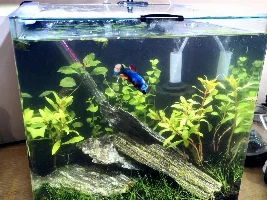 Betta scape