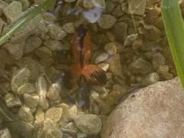18'000 Litre Pond Build/Journal - (Filtration and any other advice welcome)