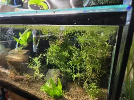 More notes from a 60 tank fishroom