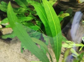 Please help ID My plant!