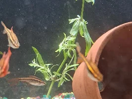 So New Light = Algae Problems. Who Would Have Guessed? Also Plant Questions.
