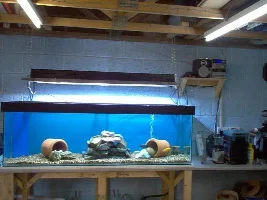 My New 115 Gallon Malawi Tank