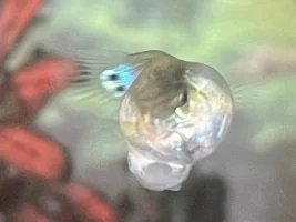 Swollen guppy - need advice