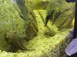 Blue eye cichlids and bristlenose