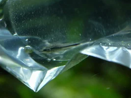 Help! My cories spawned! What do I do??