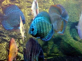 Wantet To Share Some Pics Of My Tank With You
