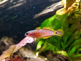 Planted 40g Aquarium Journal
