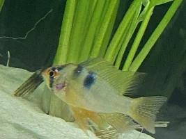 Is this white spot!?