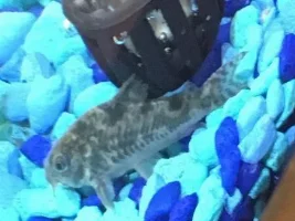 New To Tff, Here To Learn How To Stopping Killing Fish