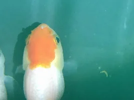 white "bone-like" thing on my fish upper lip