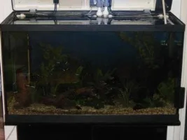 My 130l Modified Tropiquarium 88