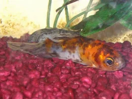Sick Facny Goldfish
