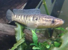 Few Of My Fish, Some Strange Some Not!