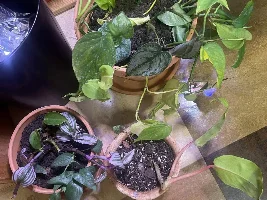 ID and other help