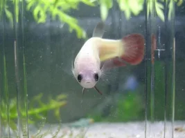 I Feel A Betta Coming On......
