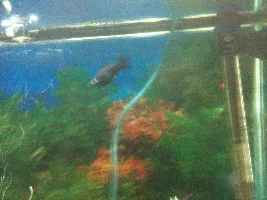 Old Photos of my first fish tank